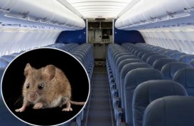 Tikus Berkeliaran di Kabin, Pesawat Qatar Airways Delay 6 Jam