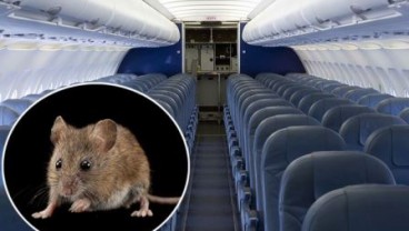 Tikus Berkeliaran di Kabin, Pesawat Qatar Airways Delay 6 Jam