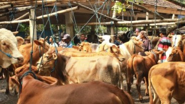 Hanya Ada Dua Pulau Prospektif untuk Jadi Pulau Karantina Sapi Impor