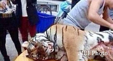 Tragis! Pria China Makan 3 Harimau Langka