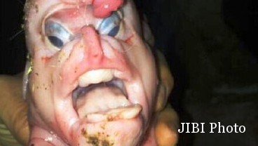 Babi Berwajah Mirip Manusia Lahir di China