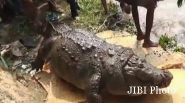 Gara-gara Banyak Makan, Buaya Keramat Ini Malah Tewas