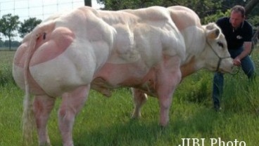 Wow! Sudah Besar, Sapi Ini Berotot Kekar Pula