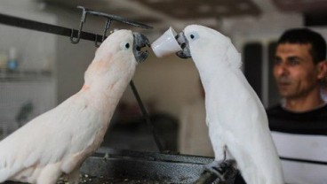 Burung Kakatua Ini Doyan Minum Kopi & Teh