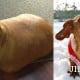 Ikut Diet, Bobot Anjing Ini Turun dari 50 Kg Jadi 5 Kg Saja