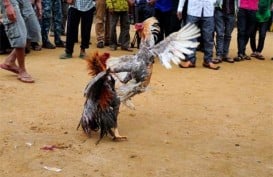 Usai Judi Sabung Ayam, 7 Orang Ini Tersambar Petir