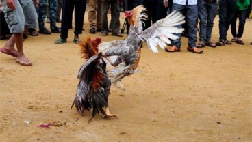 Usai Judi Sabung Ayam, 7 Orang Ini Tersambar Petir