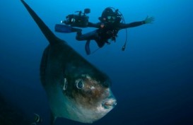 Ikan Bawal Raksasa 300 Kg Ditemukan Nelayan Kalimatan Timur