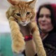 170 Ekor Kucing Kembali Bertanding di CFA Cat Show