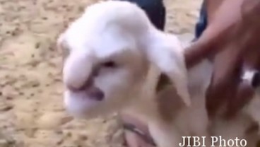 Muka Kambing Mirip Manusia yang Bikin Heboh