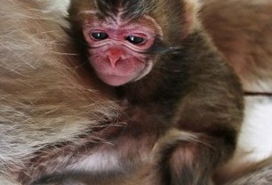 Jepang Pertahankan Nama Bayi Monyet yang Sama dengan Puteri Inggris