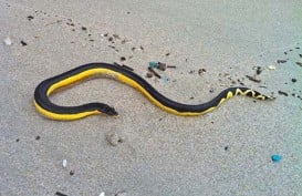 Seekor Ular Kuning Merayap di Pantai Mayport, Para Peselancar Panik