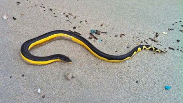 Seekor Ular Kuning Merayap di Pantai Mayport, Para Peselancar Panik