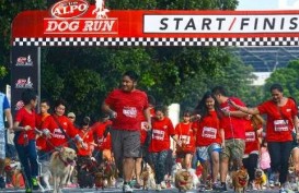 Serunya Lomba Lari Bareng Anjing Kesayangan