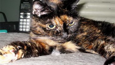Ini Dia Kucing Tertua di Dunia, Umurnya Mencapai 27 Tahun