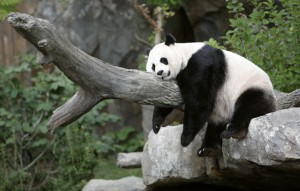 Kenapa Panda Sangat Santai & Lamban? Ini Penjelasannya