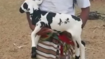 Kambing dengan Tulisan Allah Ini Ditawar Rp5,3 Miliar