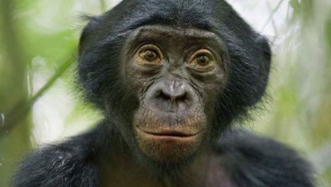 Kera Bonobo Berkomunikasi Layaknya Bayi Manusia