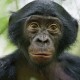 Kera Bonobo Berkomunikasi Layaknya Bayi Manusia