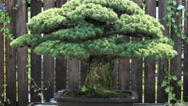Bonsai Tertua yang Bertahan Hidup dari Peristiwa Bom Hiroshima