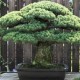 Bonsai Tertua yang Bertahan Hidup dari Peristiwa Bom Hiroshima