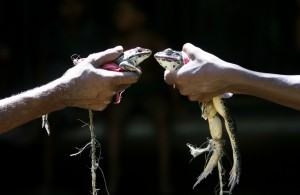 Peneliti Temukan Katak Berbisa Pertama di Brazil