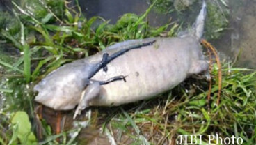 Ikan Berkaki Bikin Warga Heboh