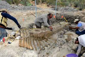 Jejak Kaki Dinosaurus Berbobot 30 Ton Ditemukan di Jerman