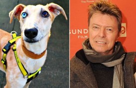 Duh, Anjing Ini Ditolak Ratusan Kali Hanya Karena Mirip David Bowie