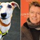 Duh, Anjing Ini Ditolak Ratusan Kali Hanya Karena Mirip David Bowie