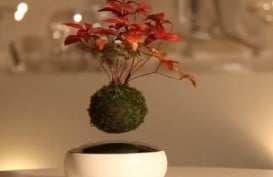 Orang Jepang Buat Pohon Bonsai Bisa Melayang