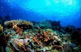 Pilihan Surga Wisata Snorkeling Selain Bunaken dan Bali