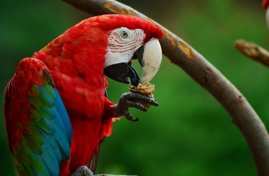 Misteri Warna Merah pada Burung Akhirnya Terpecahkan