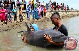 Terpisah Saat Migrasi, Seekor Lumba-lumba Terdampar Jadi Tontonan