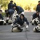 Panda Raksasa Lahirkan Bayi Kembar Di China