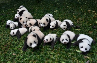 Panda Kembar Lahir di China