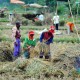 Mendag Minta Bulog Serap Seluruh Gabah Petani