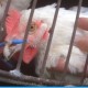 10 Pekerja AS Dipecat Karena Aniaya Ayam di Tempat Kerja