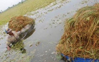 Jumlah Lahan Kritis Pertanian Terus Bertambah