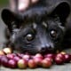 Kopi Luwak Bali Sampai ke Eropa