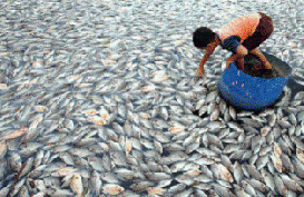 20 Ton Ikan Mati di Danau Maninjau Setelah Gempa