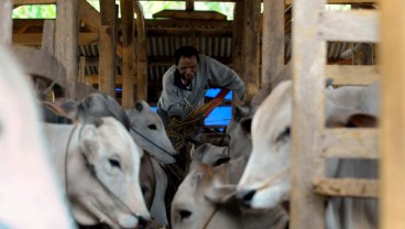 Ini Aturan Baru Impor Sapi