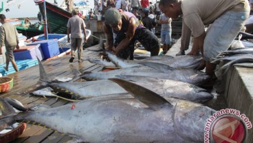 Ikan Tuna Indonesia Siap Diborong Yordania