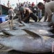 Ikan Tuna Indonesia Siap Diborong Yordania