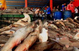Investor Rusia Tertarik Bangun Pengolahan Ikan di Indonesia