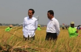 Jokowi Pastikan Tahun Ini Tak Impor Beras
