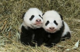 Panda Kembar Fu Feng & Fu Ban Dibaptis di Kebun Binatang Vienna