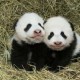 Panda Kembar Fu Feng & Fu Ban Dibaptis di Kebun Binatang Vienna