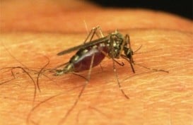 Ternyata Kasus Malaria Telah Ada Sejak Zaman Kekaisaran Romawi