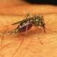 Ternyata Kasus Malaria Telah Ada Sejak Zaman Kekaisaran Romawi